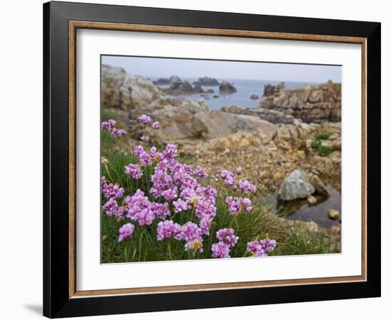 Thrift Sea Pink in Flower Among Rocks at Plougrescant, Brittany, France-Philippe Clement-Framed Photographic Print