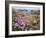 Thrift Sea Pink in Flower Among Rocks at Plougrescant, Brittany, France-Philippe Clement-Framed Photographic Print