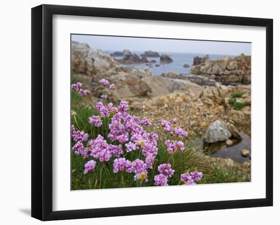 Thrift Sea Pink in Flower Among Rocks at Plougrescant, Brittany, France-Philippe Clement-Framed Photographic Print