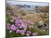 Thrift Sea Pink in Flower Among Rocks at Plougrescant, Brittany, France-Philippe Clement-Mounted Photographic Print