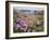 Thrift Sea Pink in Flower Among Rocks at Plougrescant, Brittany, France-Philippe Clement-Framed Photographic Print