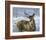 Through My Window: Whitetail Deer-Joni Johnson-godsy-Framed Art Print