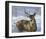 Through My Window: Whitetail Deer-Joni Johnson-godsy-Framed Art Print