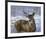 Through My Window - Whitetail Deer-Joni Johnson-godsy-Framed Art Print