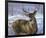 Through My Window - Whitetail Deer-Joni Johnson-godsy-Framed Art Print