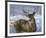 Through My Window - Whitetail Deer-Joni Johnson-godsy-Framed Art Print