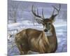 Through My Window - Whitetail Deer-Joni Johnson-godsy-Mounted Art Print