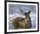 Through My Window - Whitetail Deer-Joni Johnson-godsy-Framed Art Print