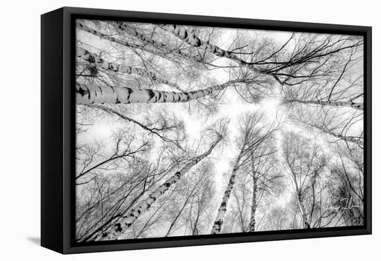 Through The Birch Trees-5fishcreative-Framed Premier Image Canvas