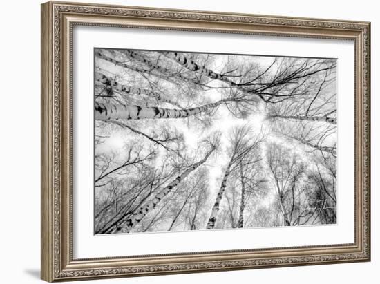 Through The Birch Trees-5fishcreative-Framed Giclee Print