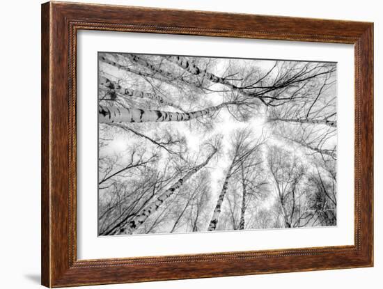 Through The Birch Trees-5fishcreative-Framed Giclee Print