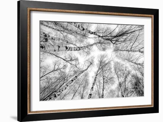 Through The Birch Trees-5fishcreative-Framed Giclee Print