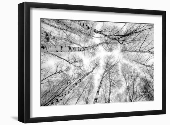 Through The Birch Trees-5fishcreative-Framed Giclee Print