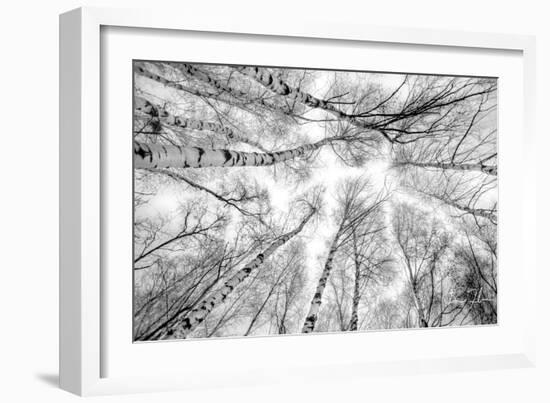 Through The Birch Trees-5fishcreative-Framed Giclee Print