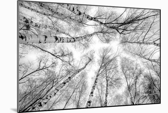 Through The Birch Trees-5fishcreative-Mounted Giclee Print