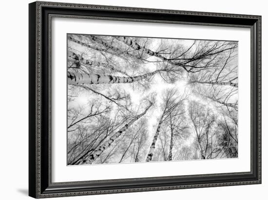 Through The Birch Trees-5fishcreative-Framed Giclee Print