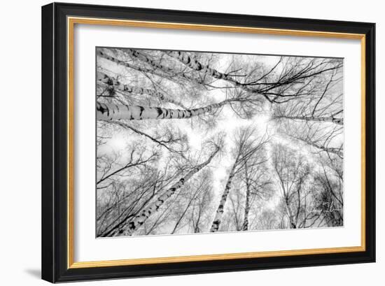 Through The Birch Trees-5fishcreative-Framed Giclee Print