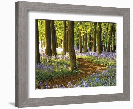 Through the Bluebells-Assaf Frank-Framed Giclee Print