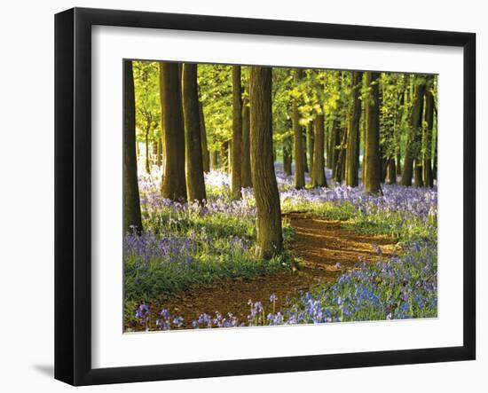 Through the Bluebells-Assaf Frank-Framed Giclee Print