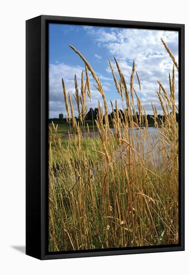 Through the Grass I-Brian Moore-Framed Premier Image Canvas