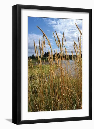 Through the Grass I-Brian Moore-Framed Photographic Print