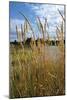 Through the Grass I-Brian Moore-Mounted Photographic Print