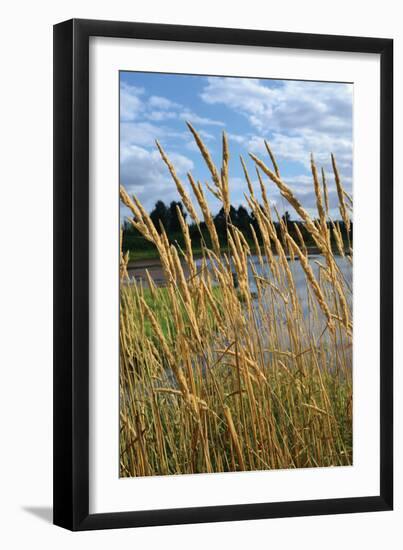 Through the Grass II-Brian Moore-Framed Photographic Print