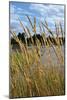 Through the Grass II-Brian Moore-Mounted Photographic Print