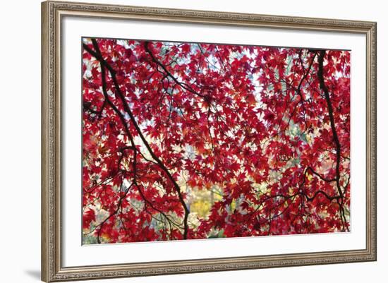 Through the Leaves-Peter Adams-Framed Giclee Print