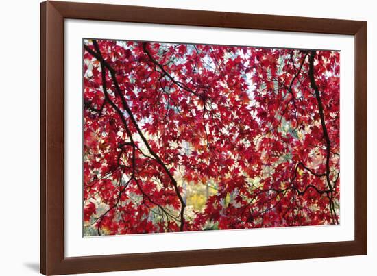 Through the Leaves-Peter Adams-Framed Giclee Print