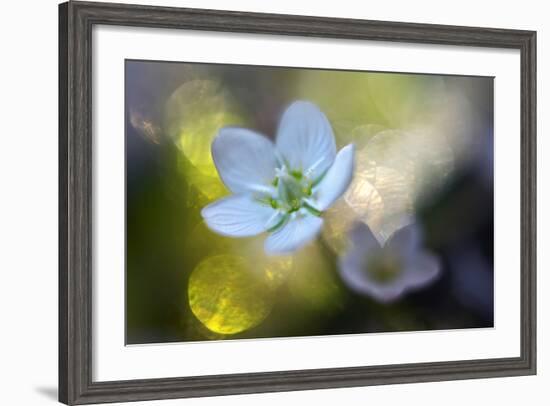 Through the Light-Heidi Westum-Framed Photographic Print