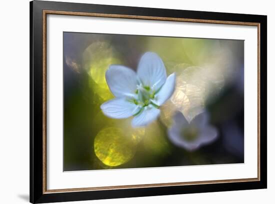 Through the Light-Heidi Westum-Framed Photographic Print