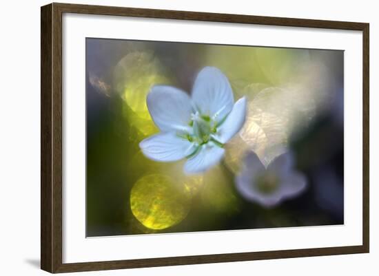 Through the Light-Heidi Westum-Framed Photographic Print