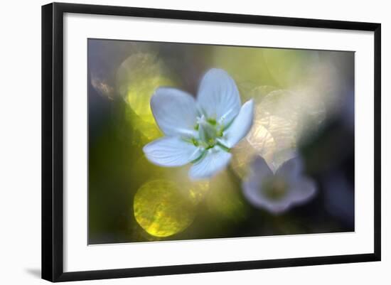 Through the Light-Heidi Westum-Framed Photographic Print