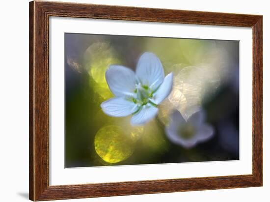 Through the Light-Heidi Westum-Framed Photographic Print