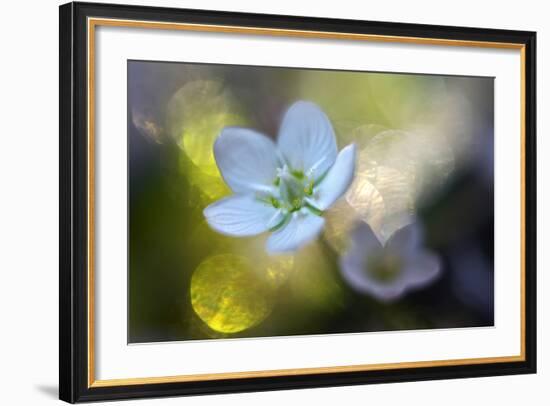 Through the Light-Heidi Westum-Framed Photographic Print