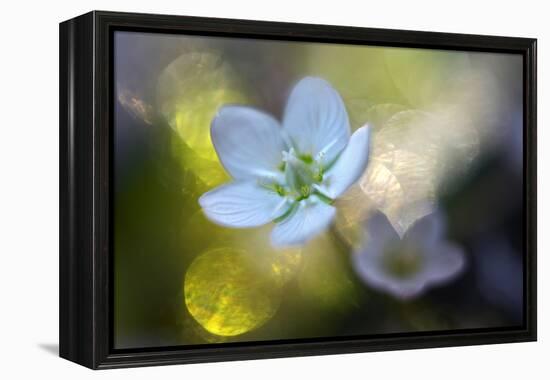 Through the Light-Heidi Westum-Framed Premier Image Canvas