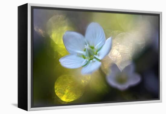 Through the Light-Heidi Westum-Framed Premier Image Canvas