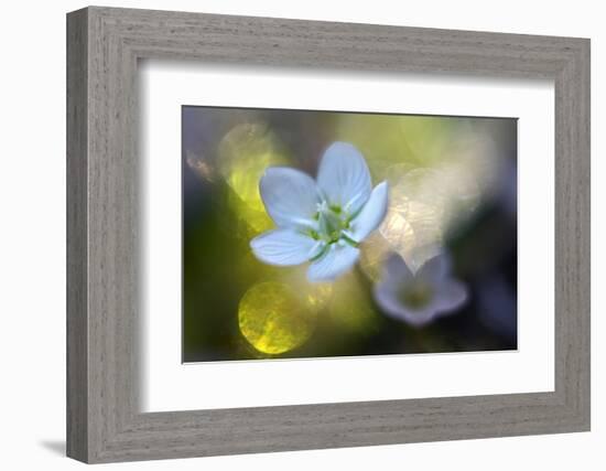 Through the Light-Heidi Westum-Framed Photographic Print