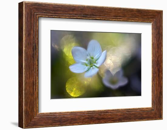 Through the Light-Heidi Westum-Framed Photographic Print