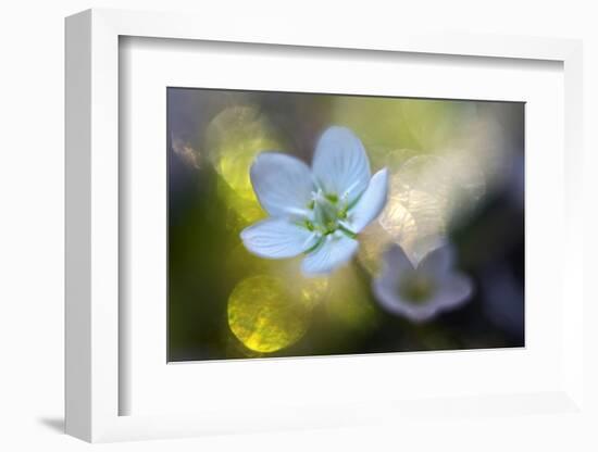 Through the Light-Heidi Westum-Framed Premium Photographic Print