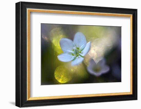 Through the Light-Heidi Westum-Framed Premium Photographic Print