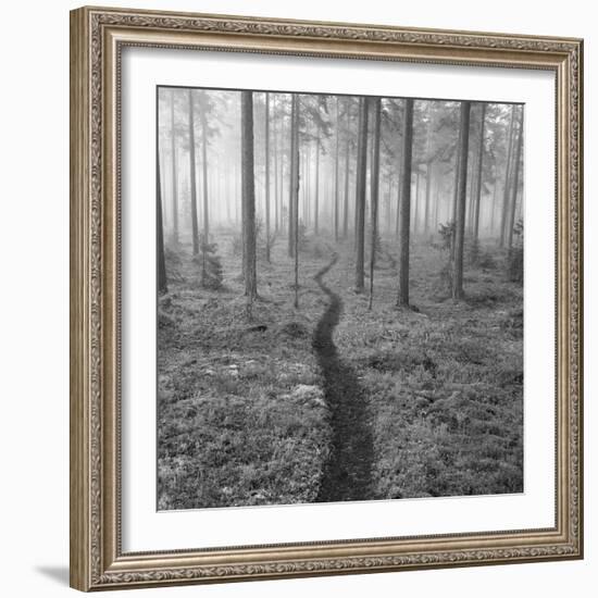 Through the Trees B&W-Andreas Stridsberg-Framed Giclee Print