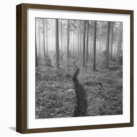 Through the Trees B&W-Andreas Stridsberg-Framed Giclee Print