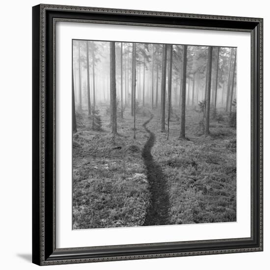 Through the Trees B&W-Andreas Stridsberg-Framed Giclee Print