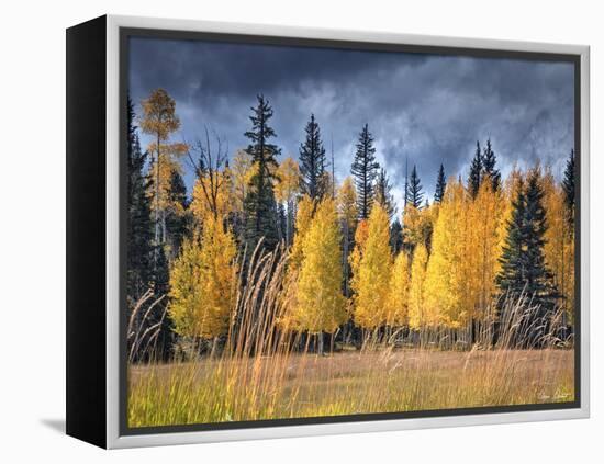 Through the Yellow Trees I-David Drost-Framed Premier Image Canvas