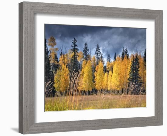 Through the Yellow Trees I-David Drost-Framed Photographic Print