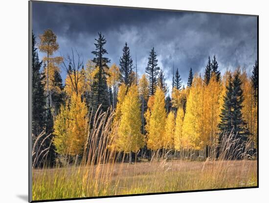 Through the Yellow Trees I-David Drost-Mounted Photographic Print