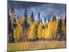 Through the Yellow Trees I-David Drost-Mounted Photographic Print
