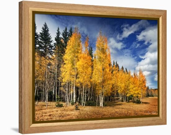 Through the Yellow Trees II-David Drost-Framed Premier Image Canvas